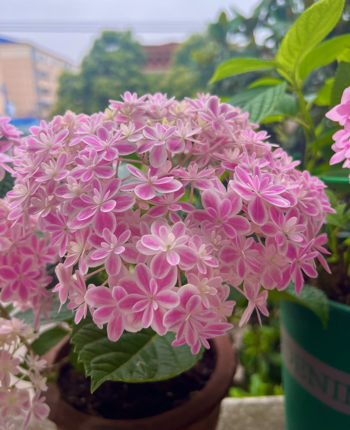 开心花园-露天绣球【万华镜】【妖精之爱】桩子青苗发货 