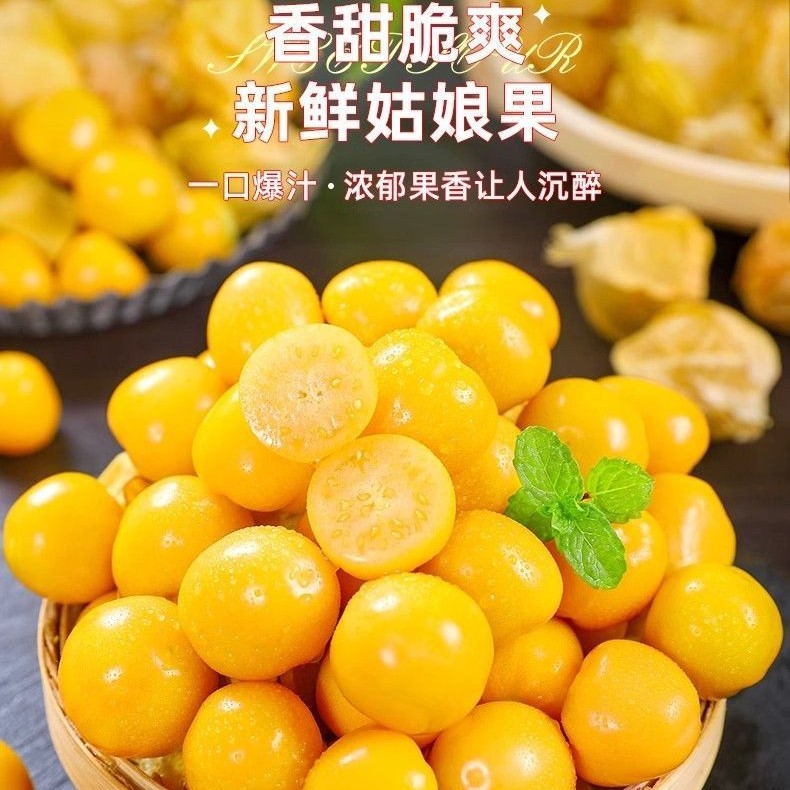 【云南姑娘果】产地直发灯笼果一整箱包邮菇凉果菇娘果罕见当季水果