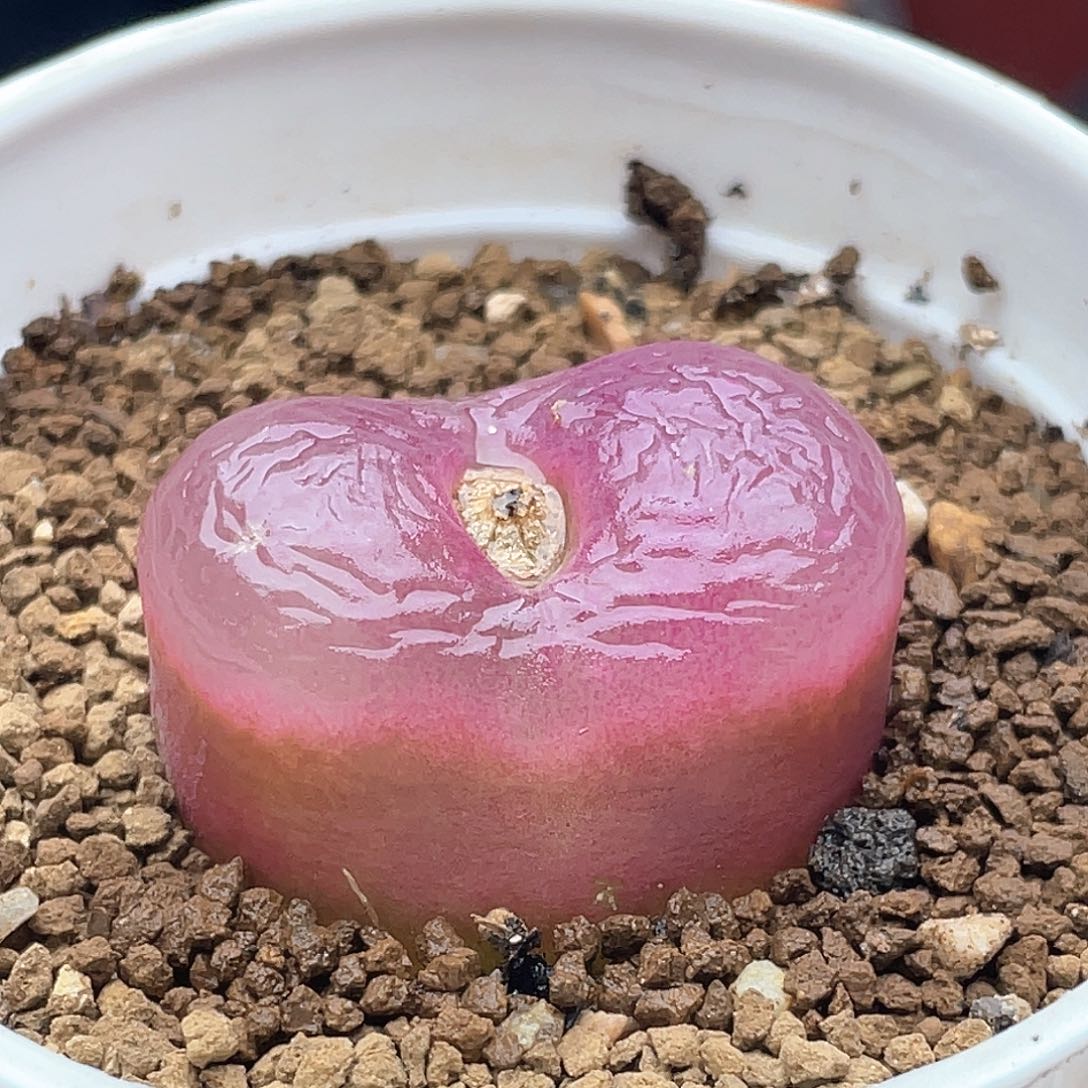 果冻毛 致远多肉