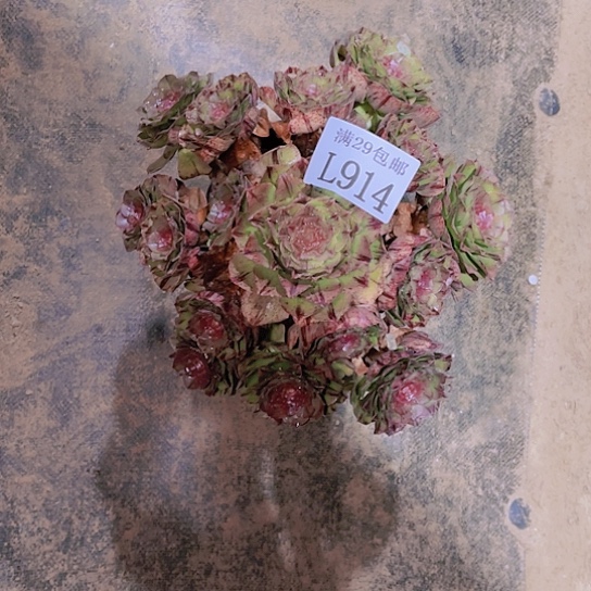 914万黑多肉植物