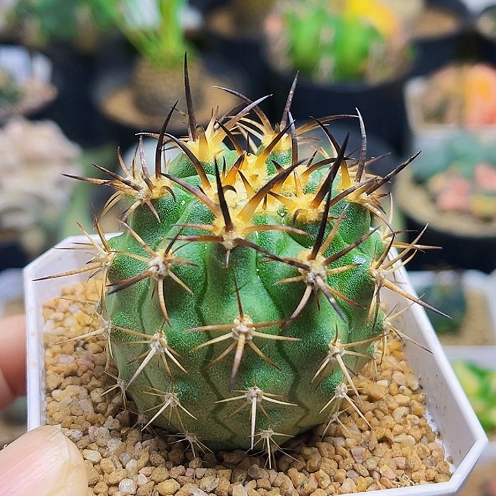 狂刺黑曜丸实生球一颗4.5公分