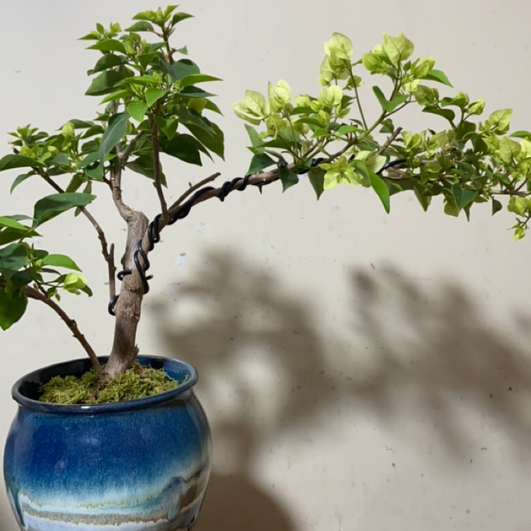 三角梅盆栽树苗四季开花好养适合阳台种植