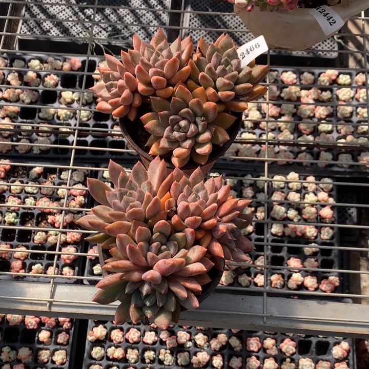 12466象牙2个梦们嗯嗯嗯嗯