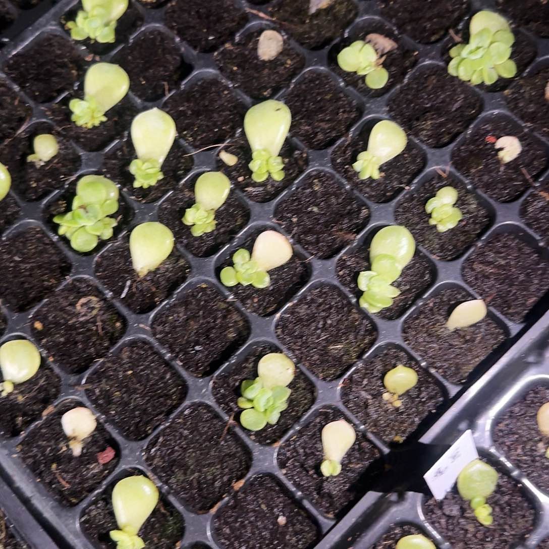 熊财富2 芝麻一个满25包邮