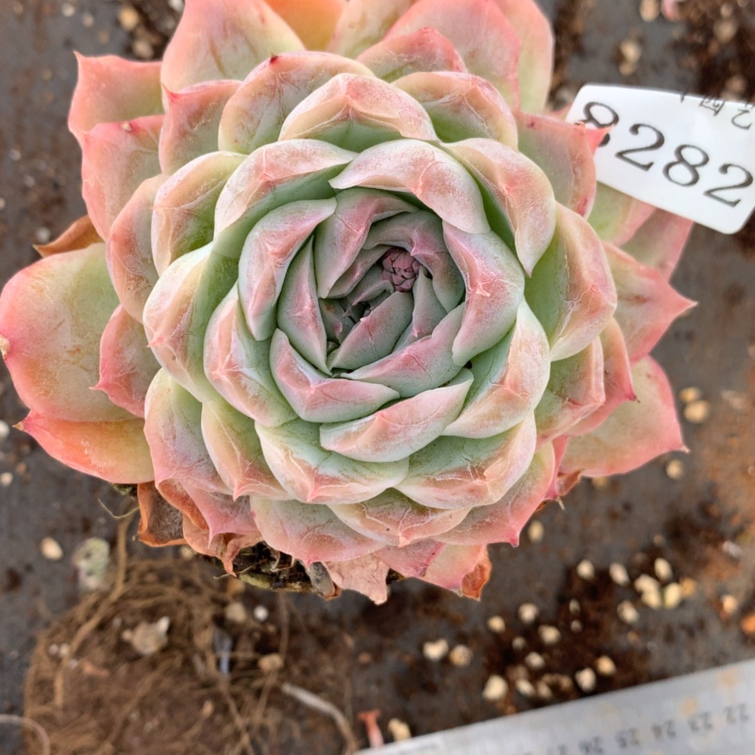 8282杂交多肉老桩