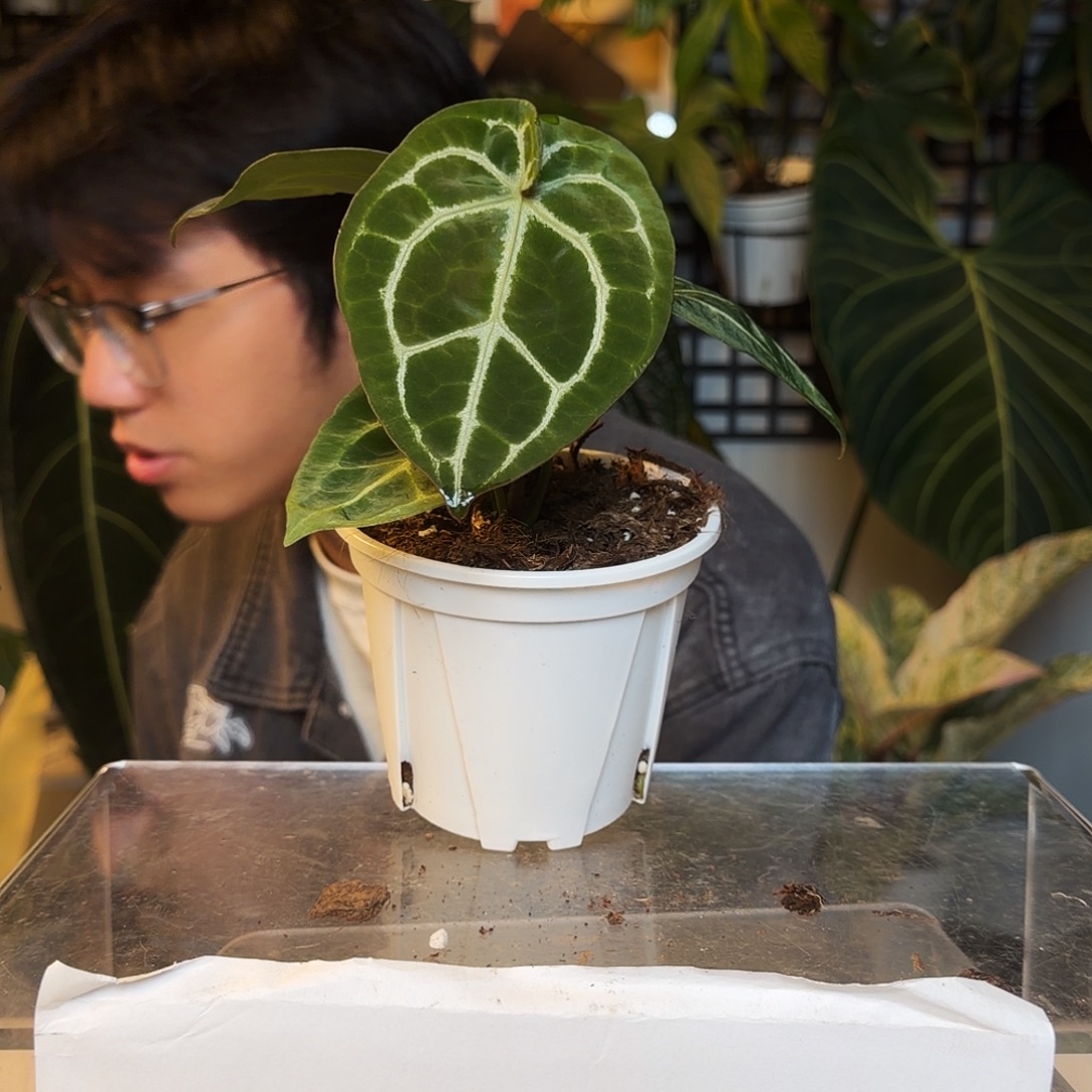 完全开放O195阿波罗