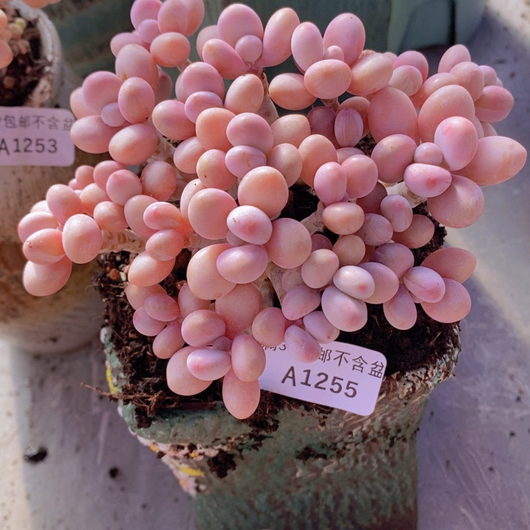 糖果桃蛋老桩13cm1255多肉植物