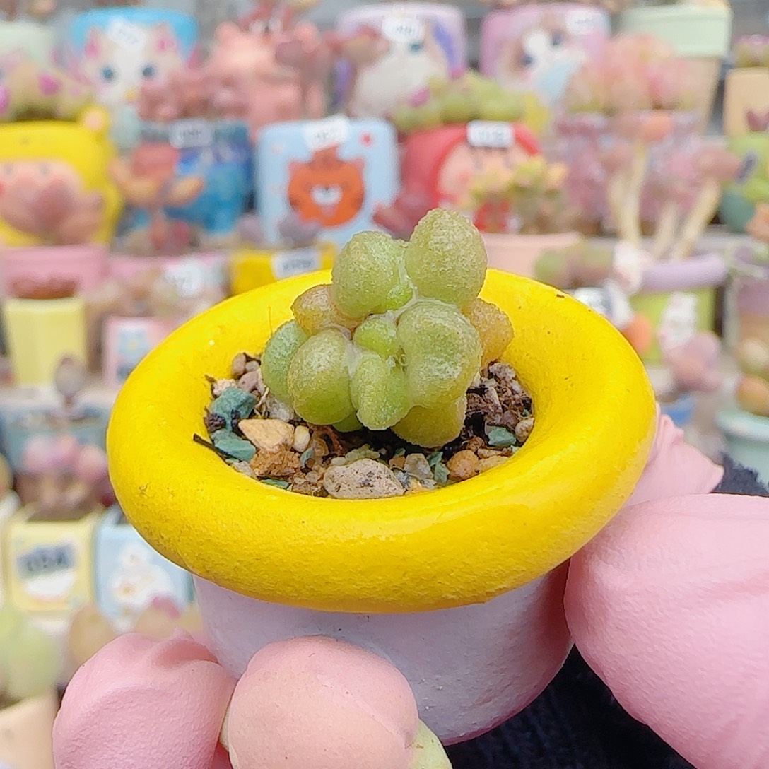  L 可爱银之卵 盆口2.5cm