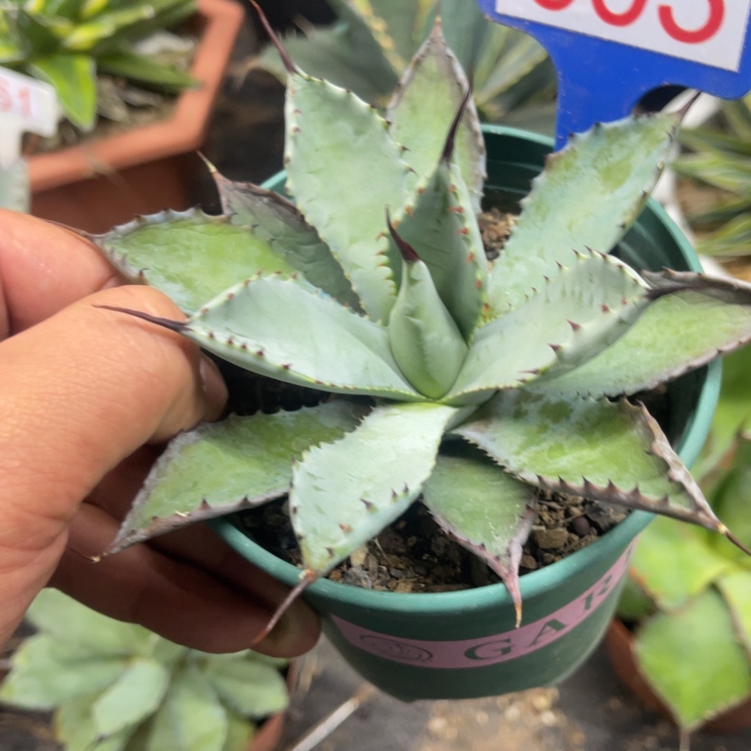 曲刺芭蕾龙舌兰系列