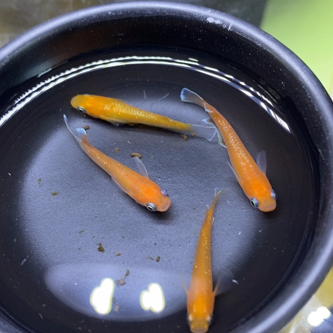 红海倒吊鱼红色眼影42号