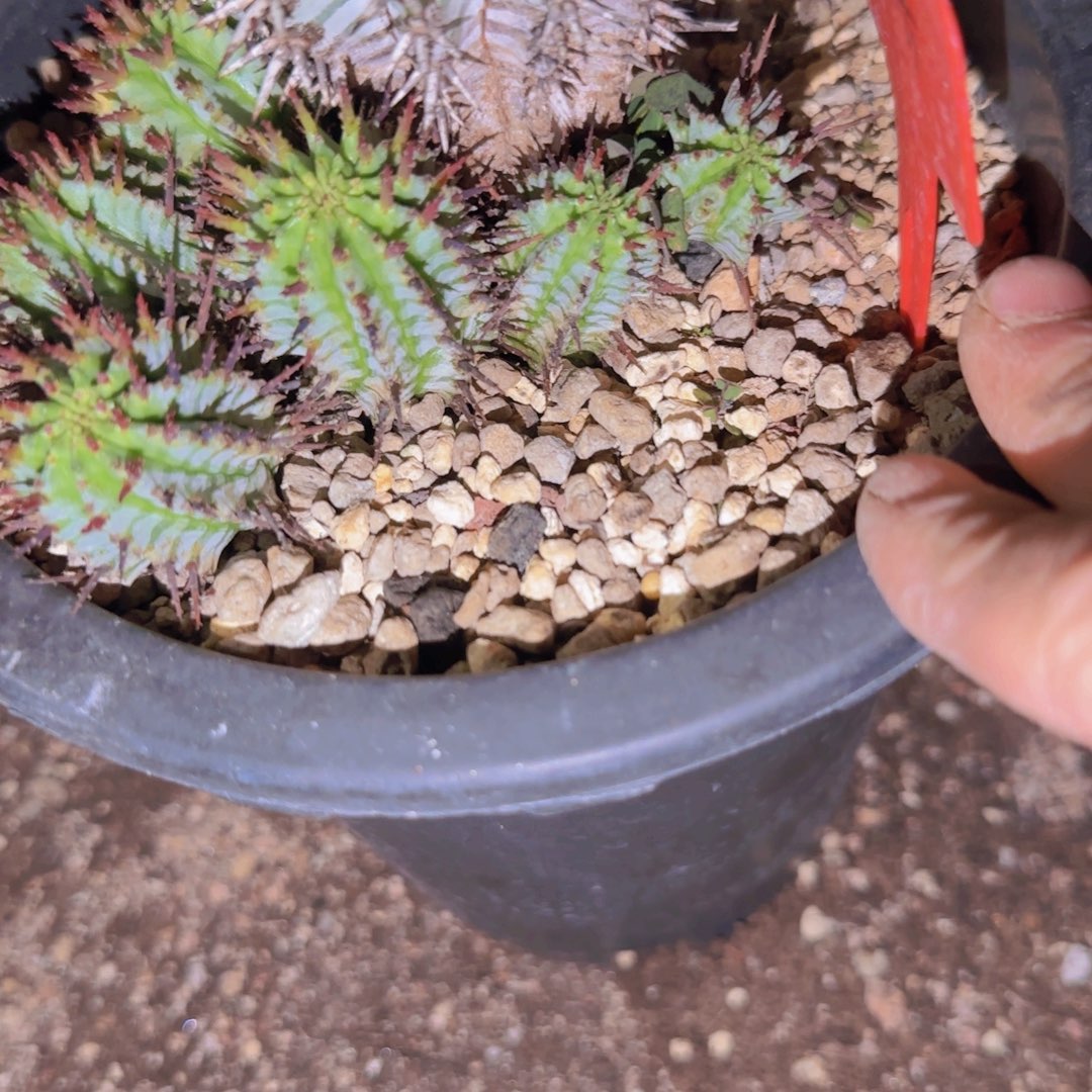 块根植物块根植物