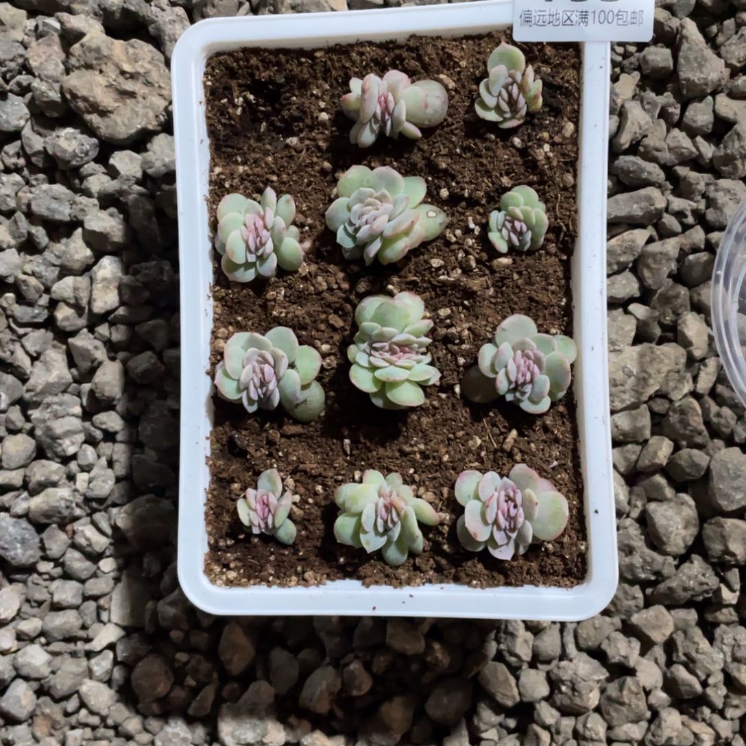 毛***羡烟霞缀一物一拍758…