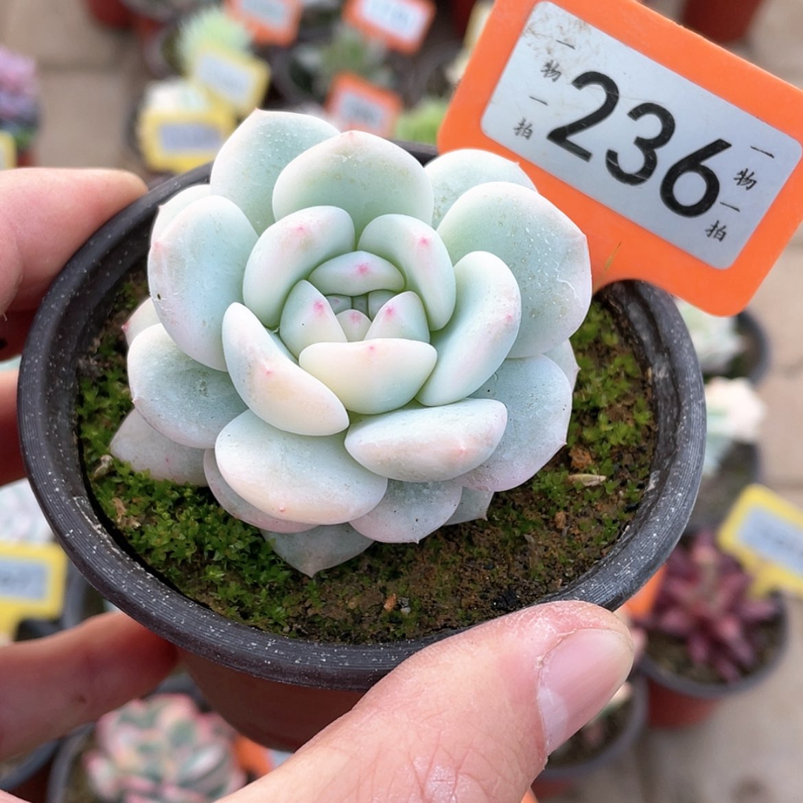 【闪购商品】236号