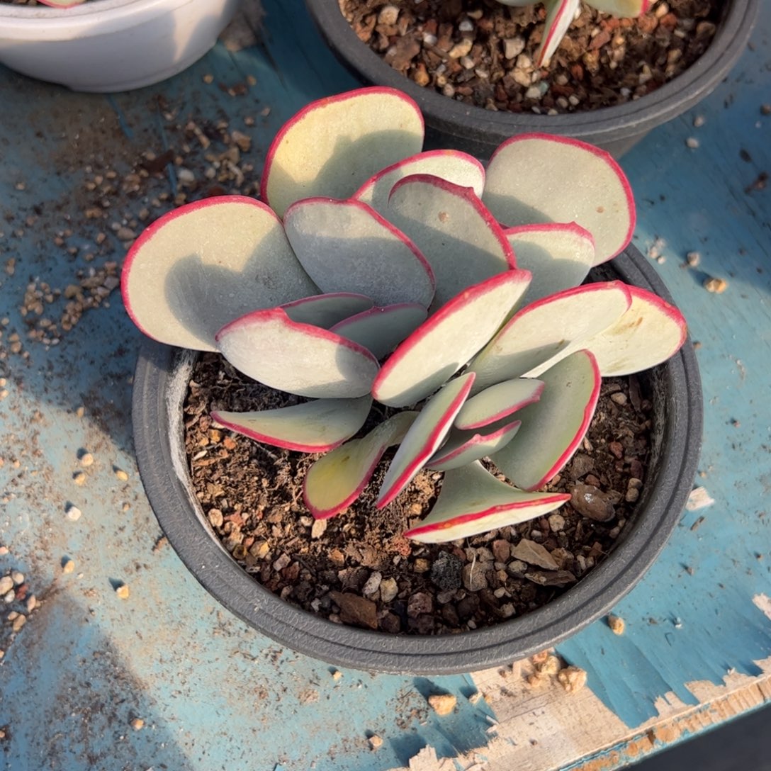 ****瑞392 多肉植物组合盆栽
