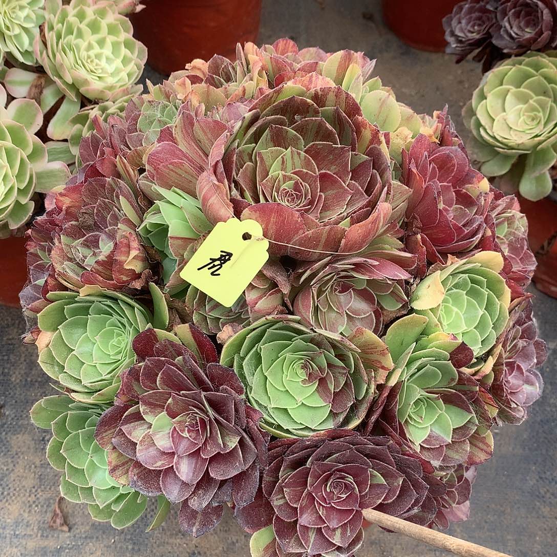 @***君花月夜多肉植物..