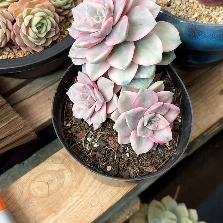 多肉植物，紫乐锦