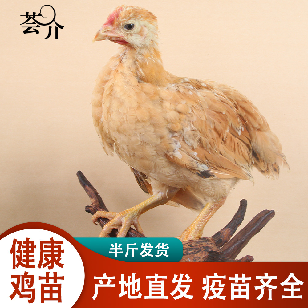 荟介低温培育正宗农家散养九斤红九斤黄红玉380红公鸡宠物鸡笨鸡