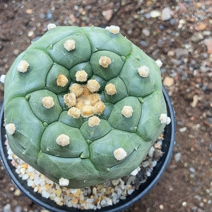 用****0实生根龟甲兜仙人球一物一拍