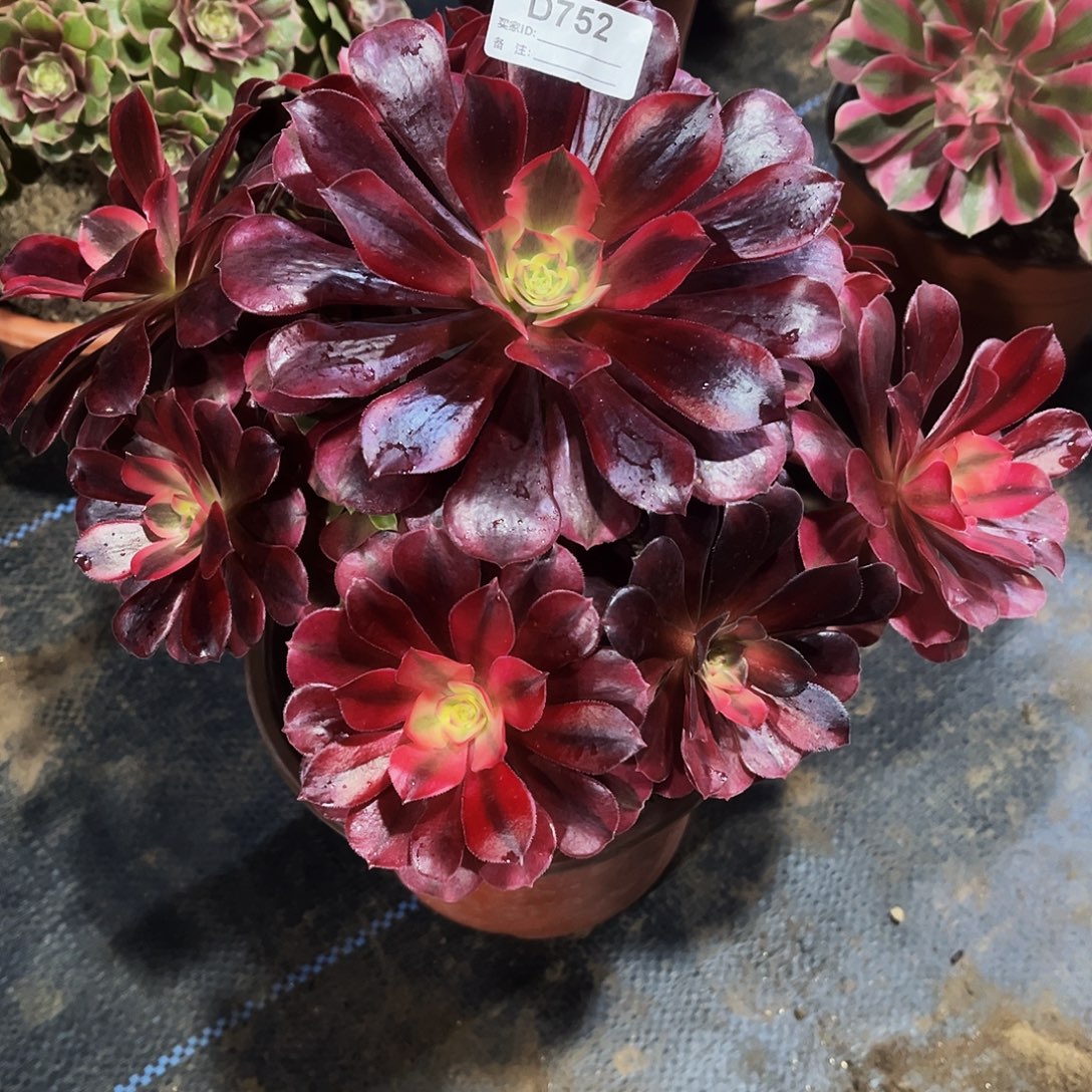 多肉植物752美杜莎