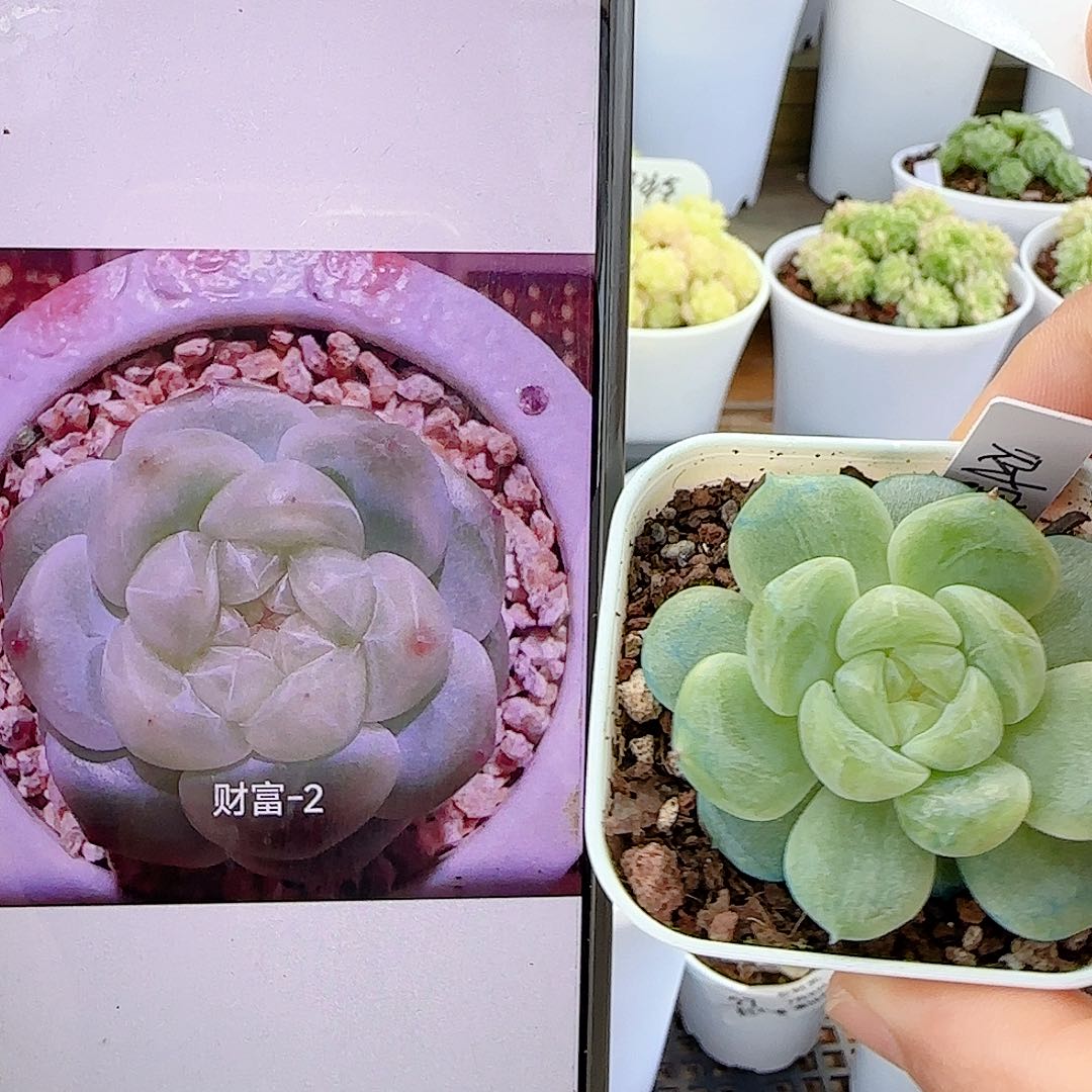 【闪购商品】0709-29（财富-2）