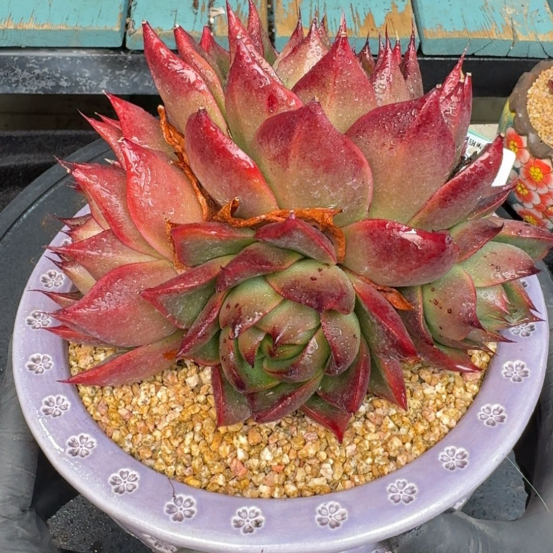 从前慢多肉精选编号1227.86