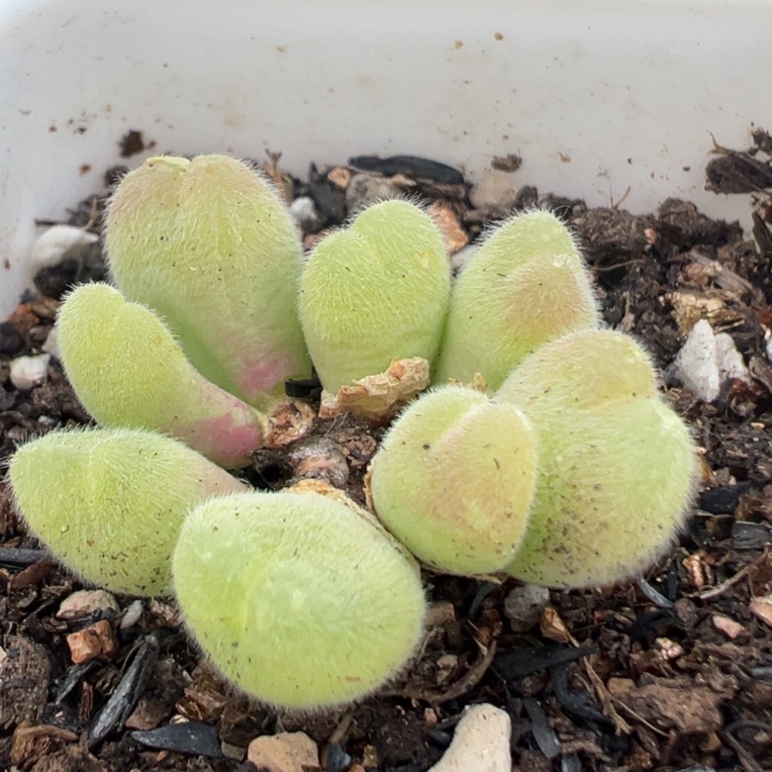 73多肉植物百科毛翠滴