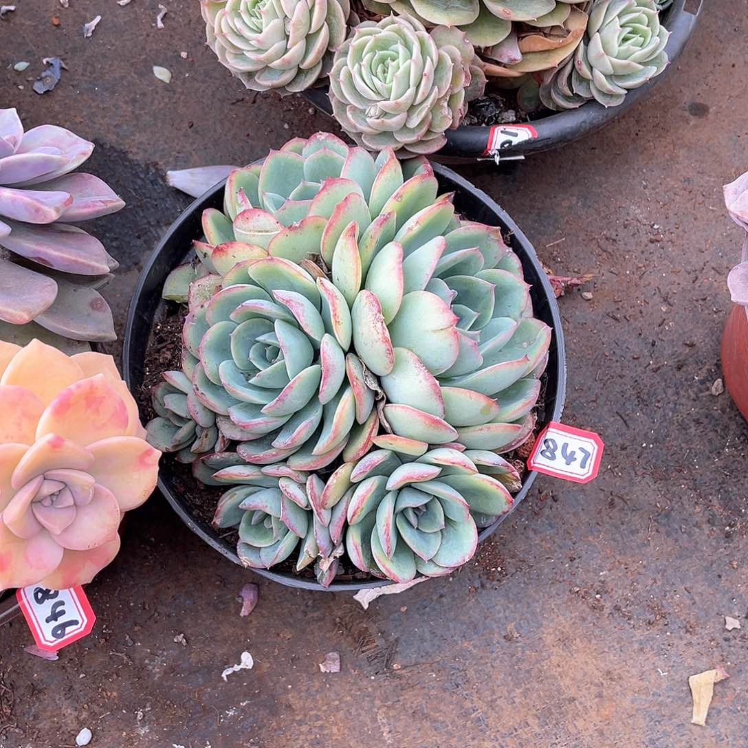 847呈露一物一拍多肉