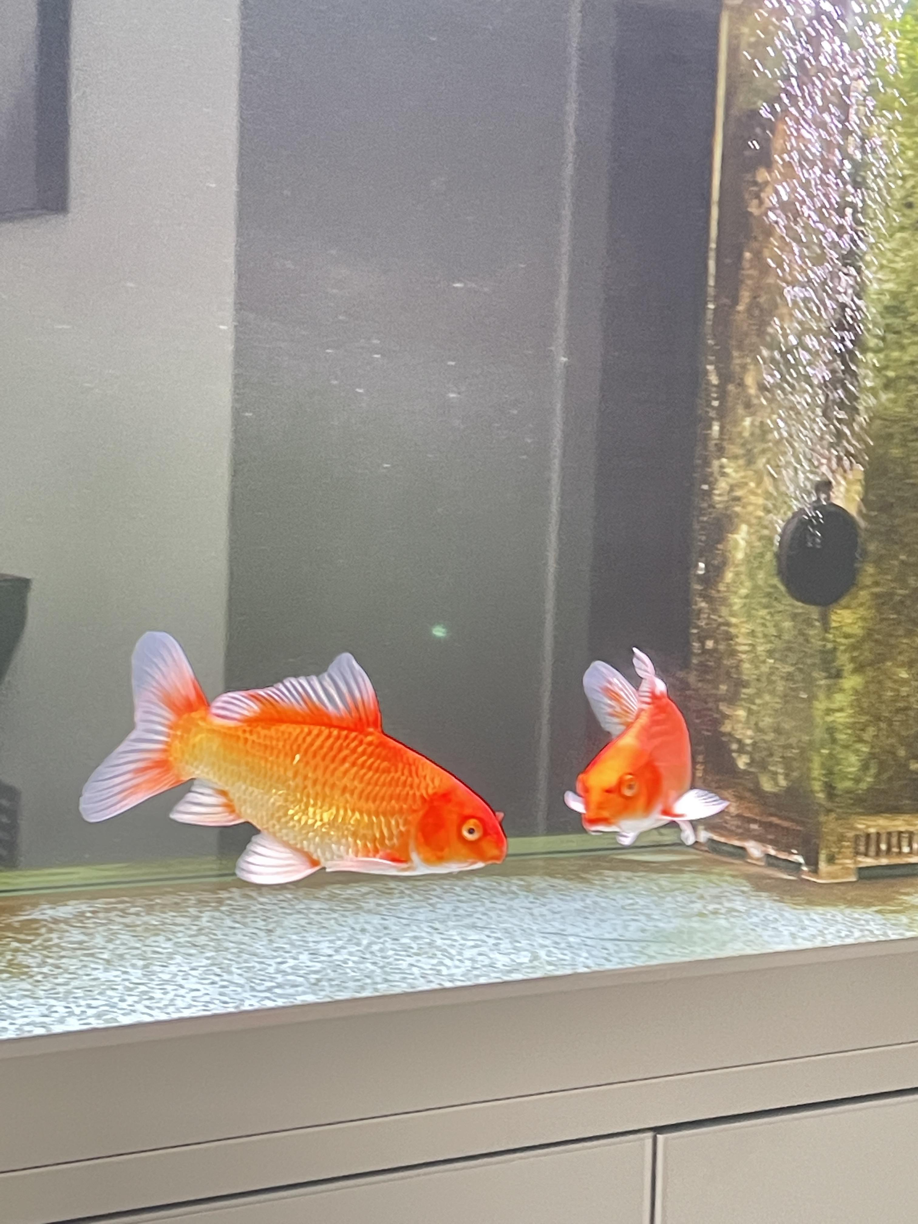 蝴蝶鲤，红色大鳍大尾，观赏招财宠物鱼。