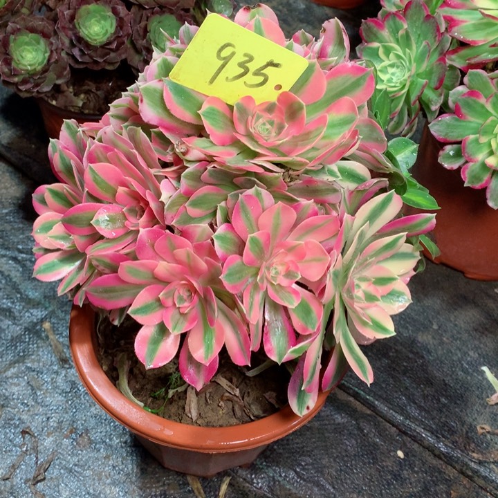 935粉女巫多肉111111