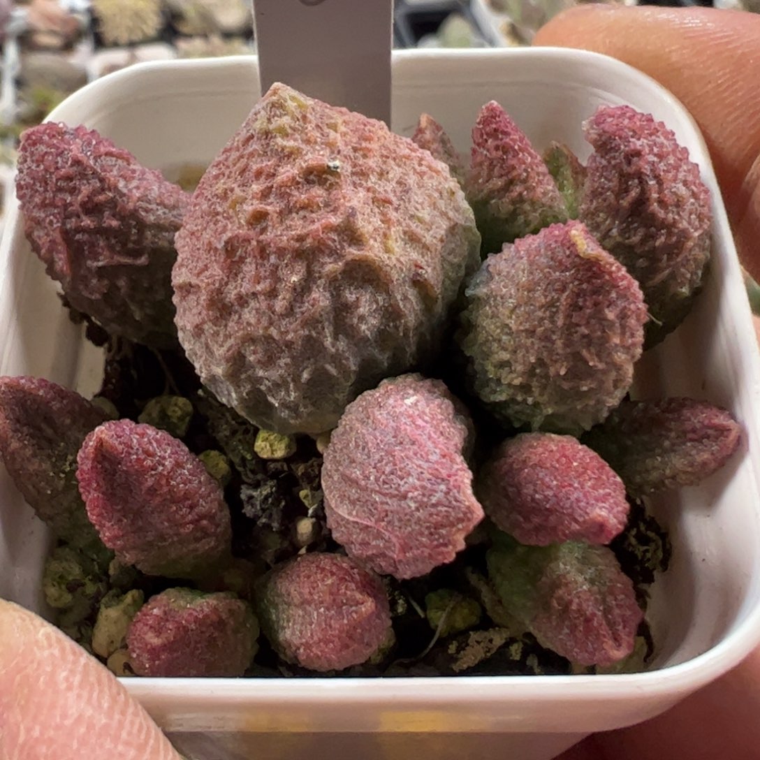 实生新品多肉植物水泡