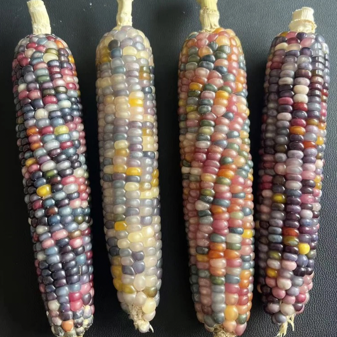 七彩琉璃宝石文玩玉米（一物一拍，请勿私拍）