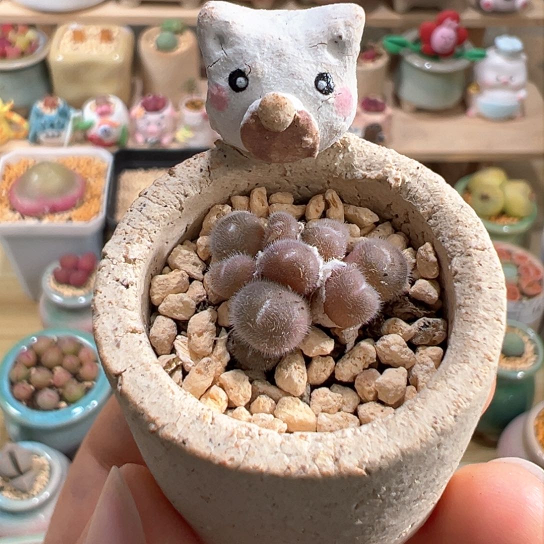 多肉植物26号毛球