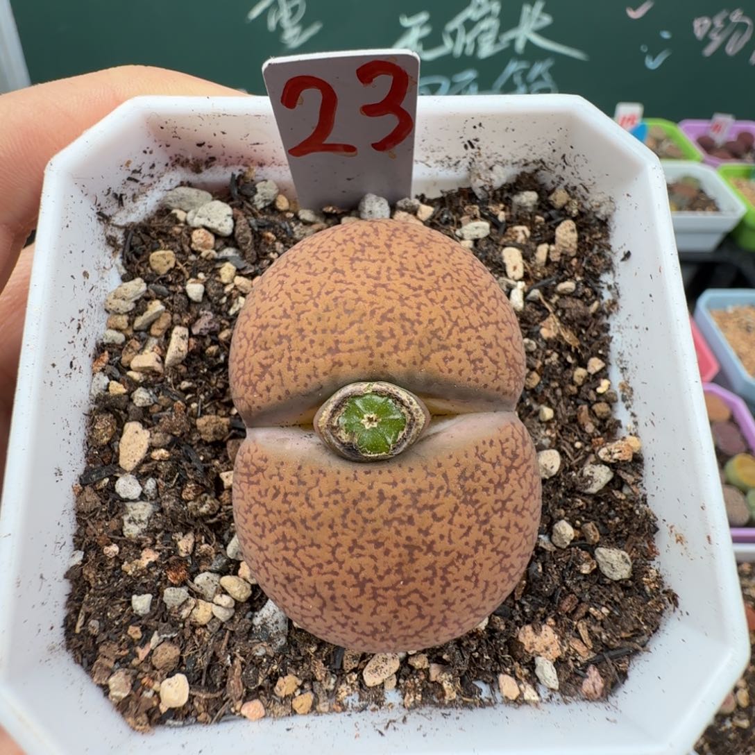 特价巨无霸蛋糕母本 4.3cm 脱土23