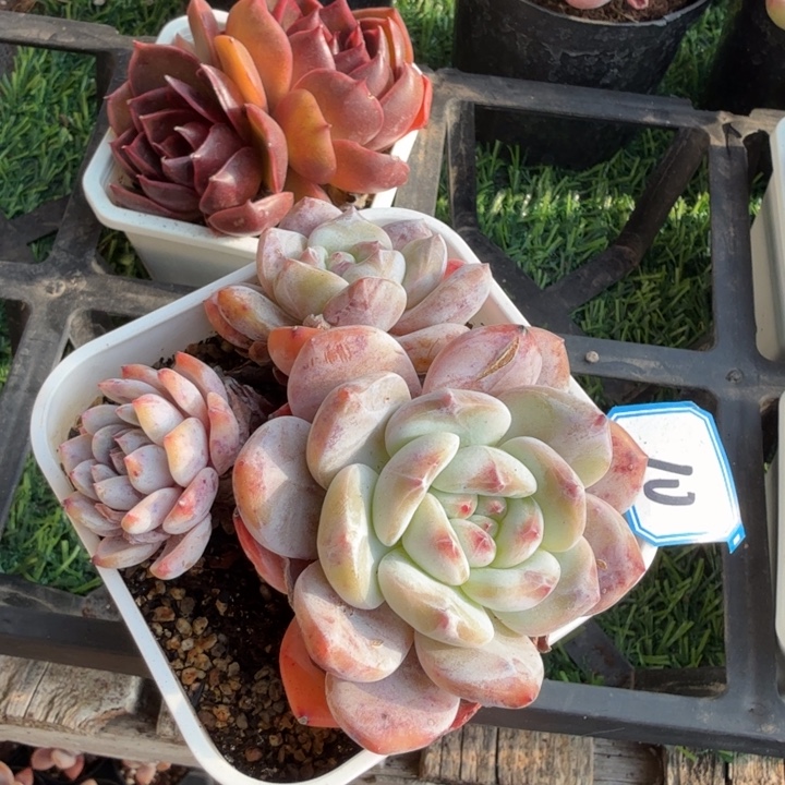 10号带盆土发。         