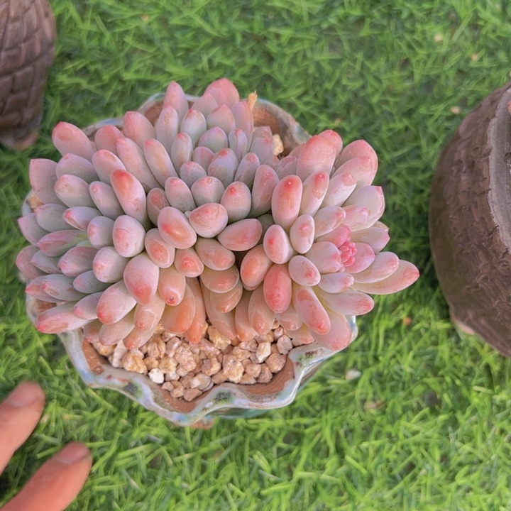 健健康康平平安安