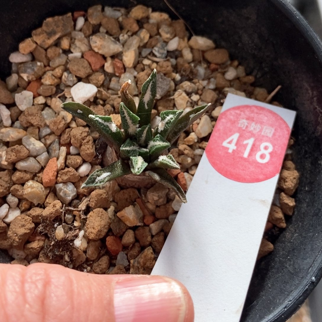 实生六年黑牡丹2.8cm