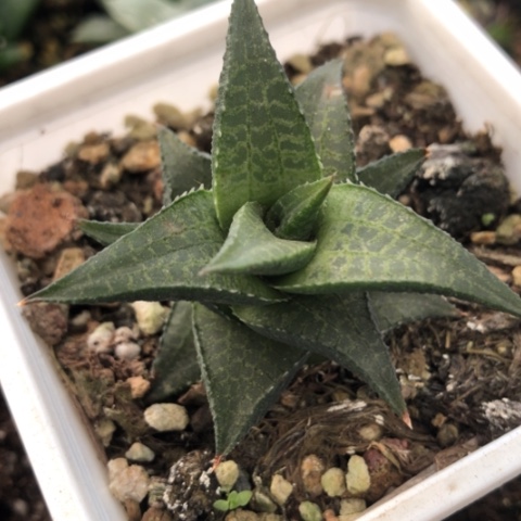 龙鳞硬叶带盆发货