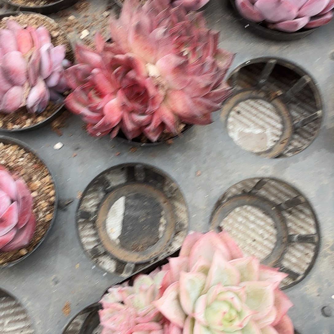 E***t1223-81冰心群生a