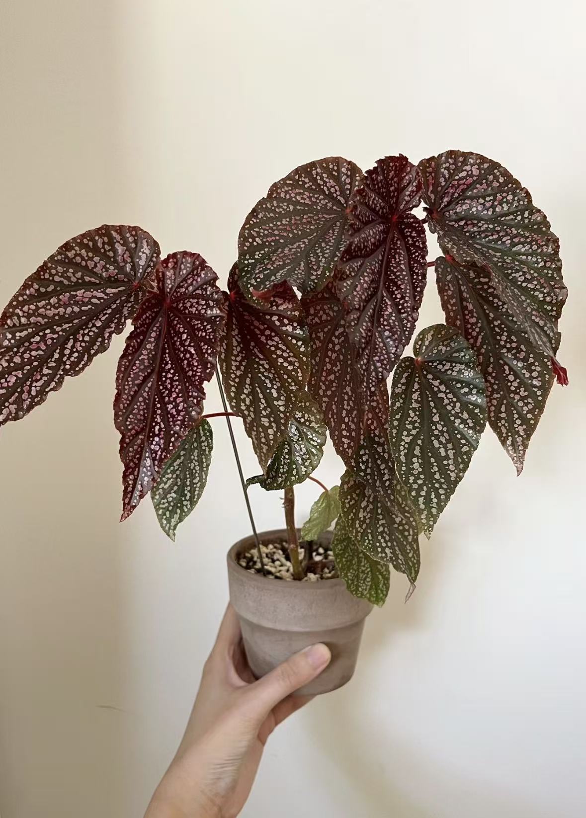 粉点好养的竹节秋海棠耐热适合室内养殖的网红绿植
