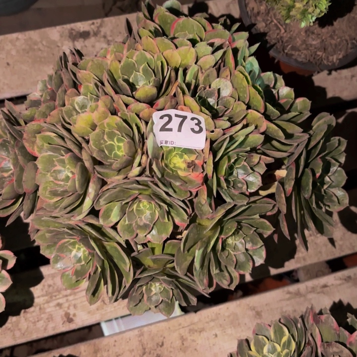 273多肉植物不售后