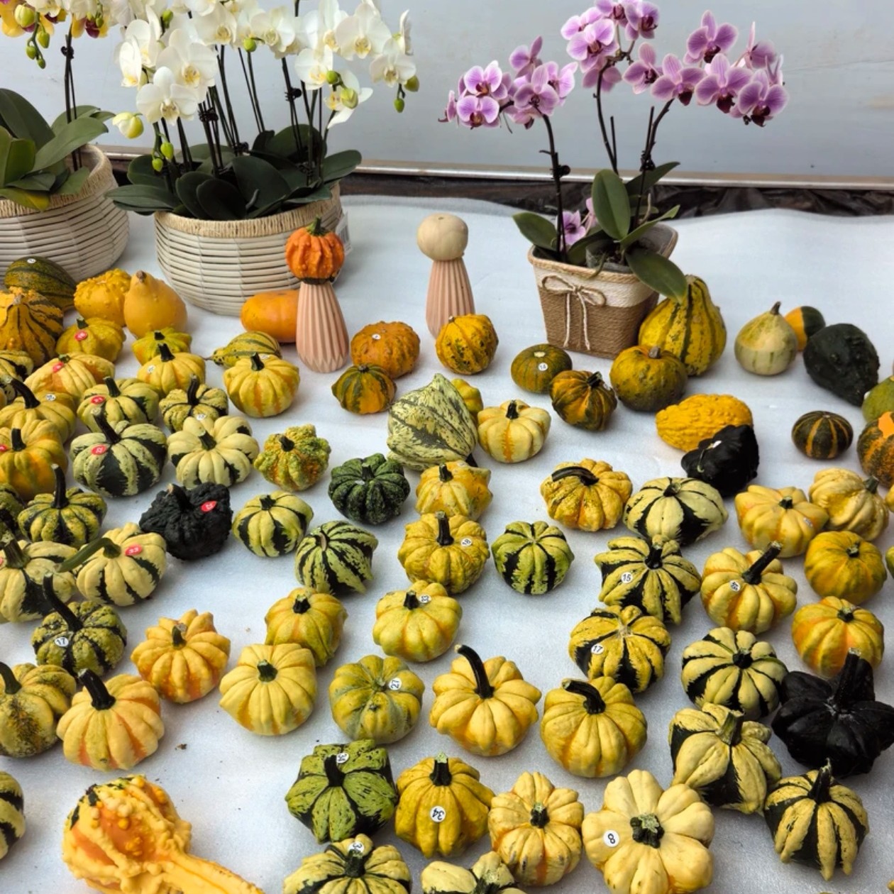 一物一拍       墨西哥福禄