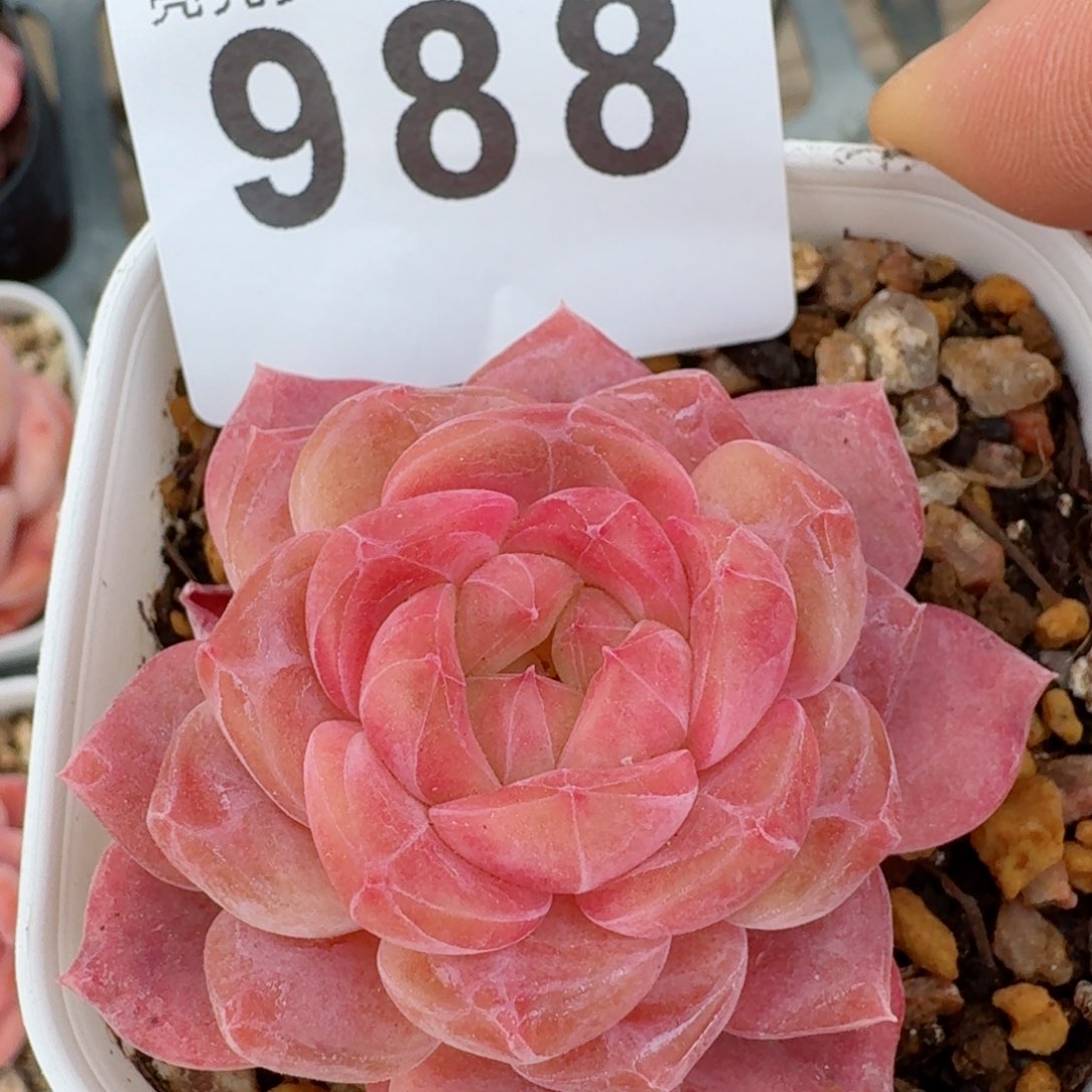 冰魄         精品多肉