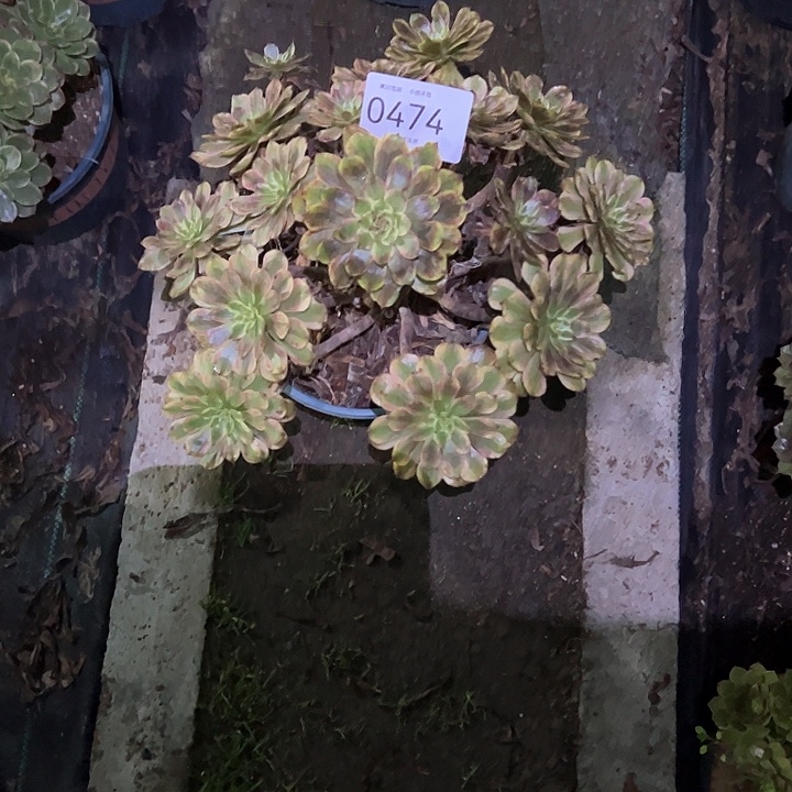 梨***c0474粉黛多肉植物