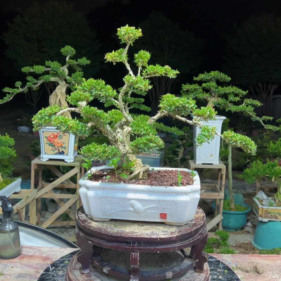 无花朵广东皱皮雀舌黄杨