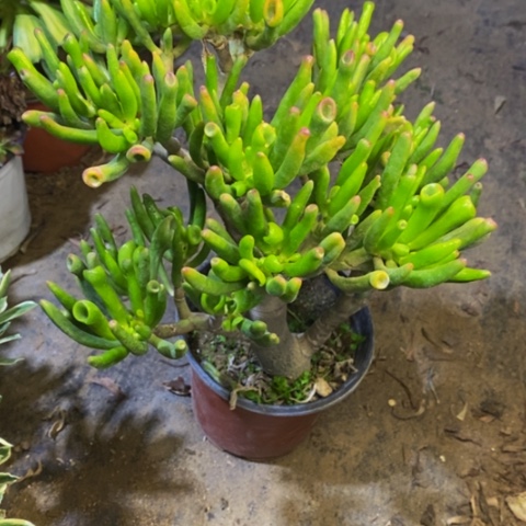 吸财树多肉植物2254