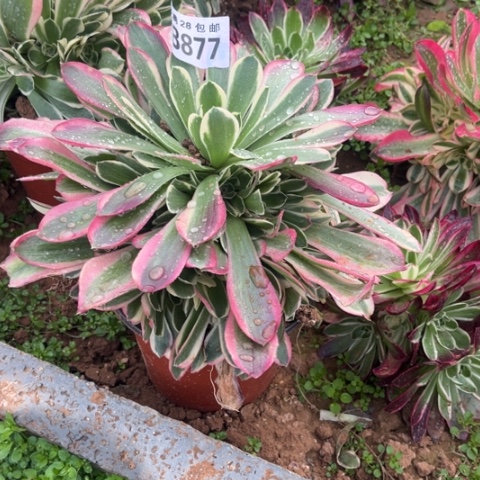 877白凤不包断枝