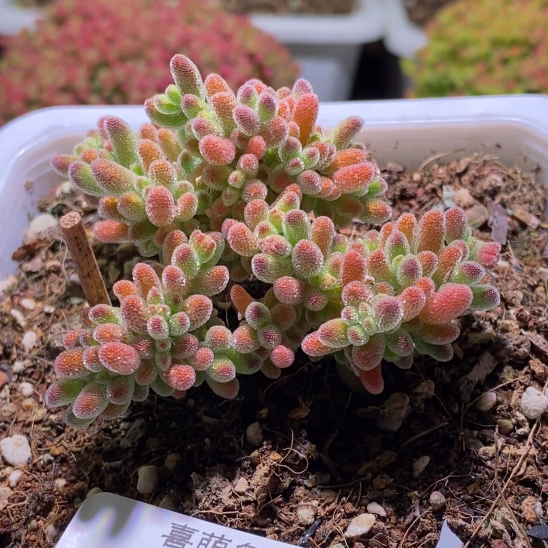 冰晶枝干番杏615