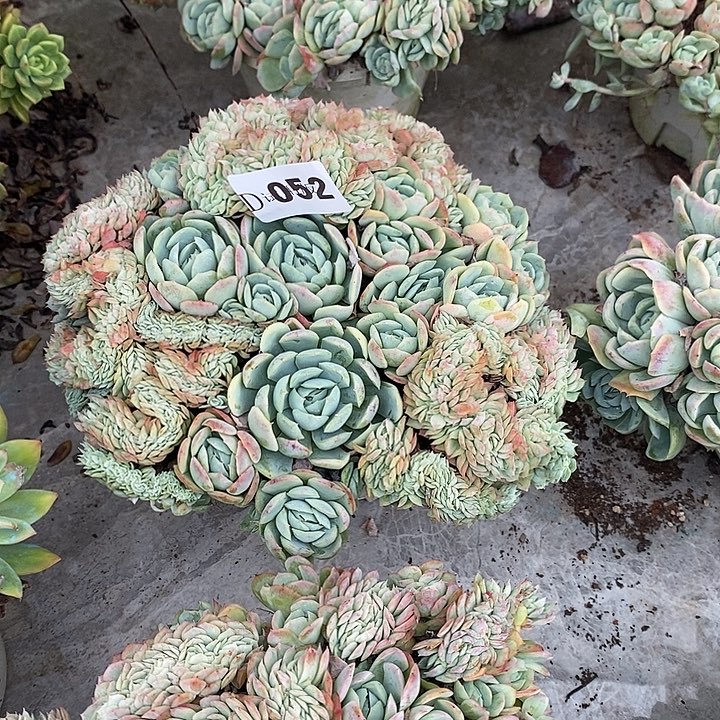 撒***052以利亚缀多肉植物