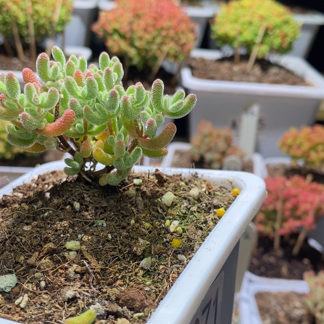 枝干番杏粉色冰晶杂G071