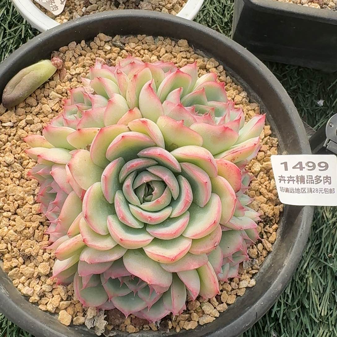 1499 卉卉精品多肉 非偏远地区满28元包邮